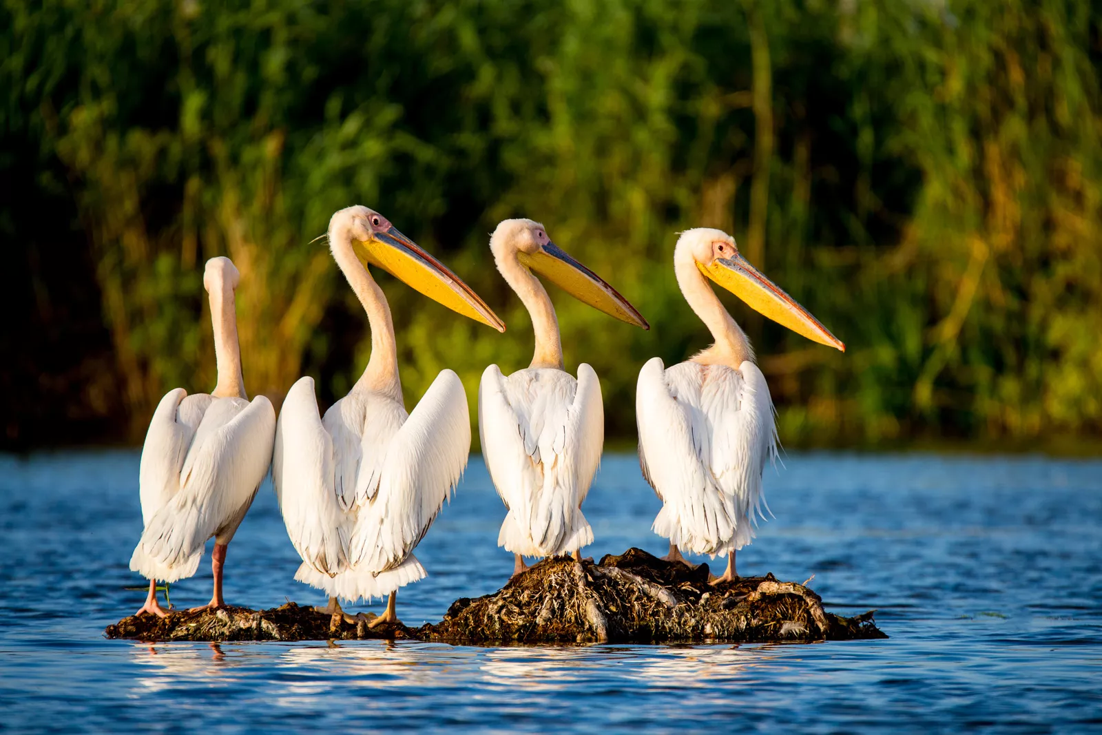 Four pelicans standing on a pile of dirt in water