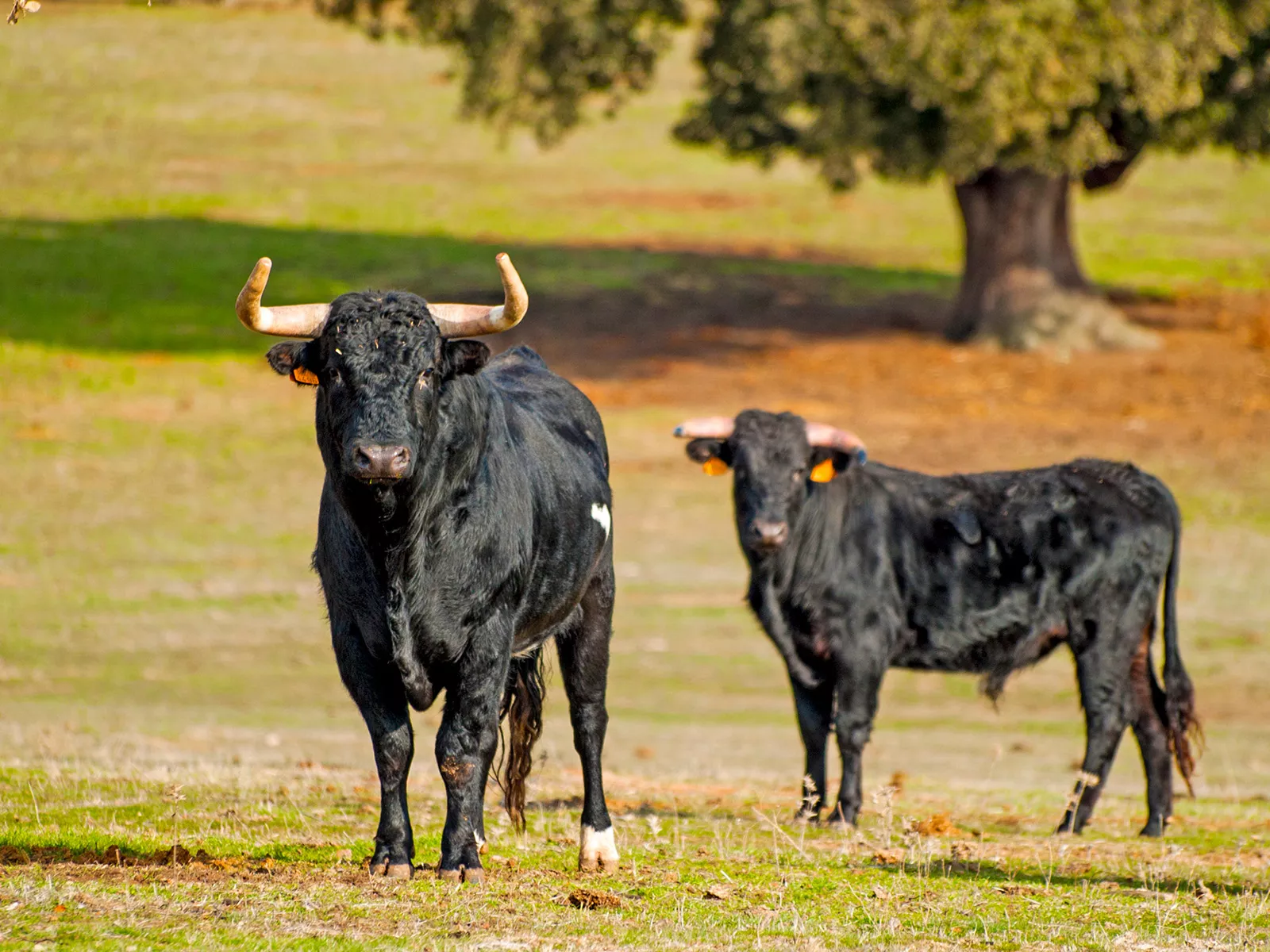 Two bulls on an empty field of grass