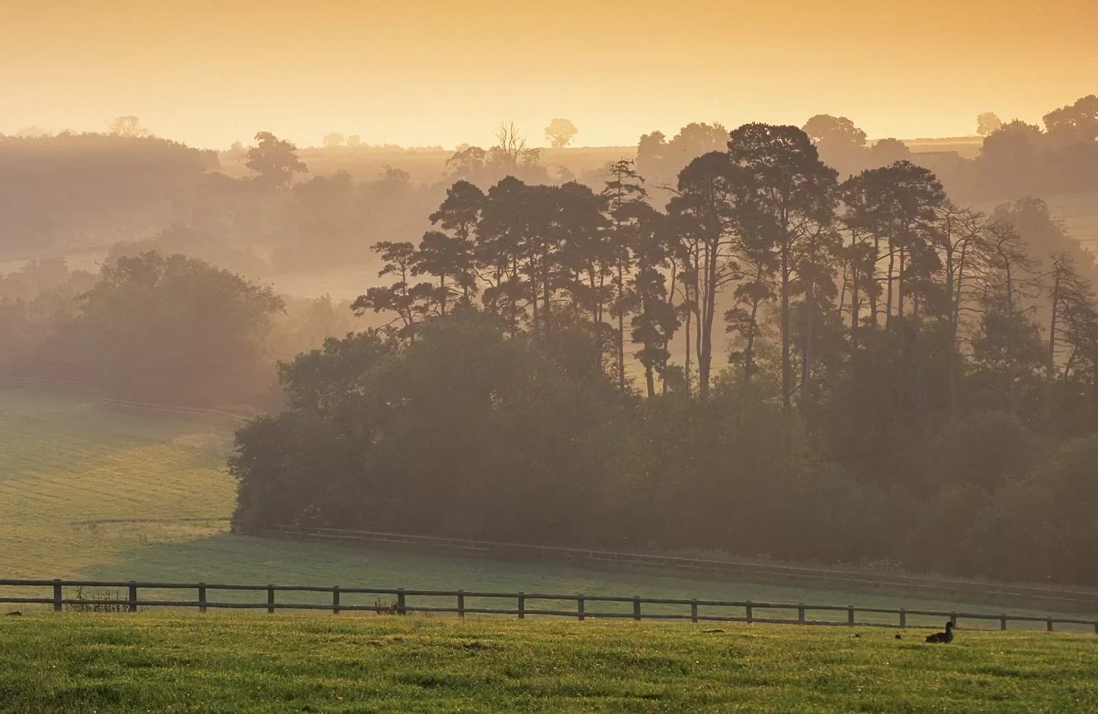 Large valley of grass covered in fog with trees in the distance