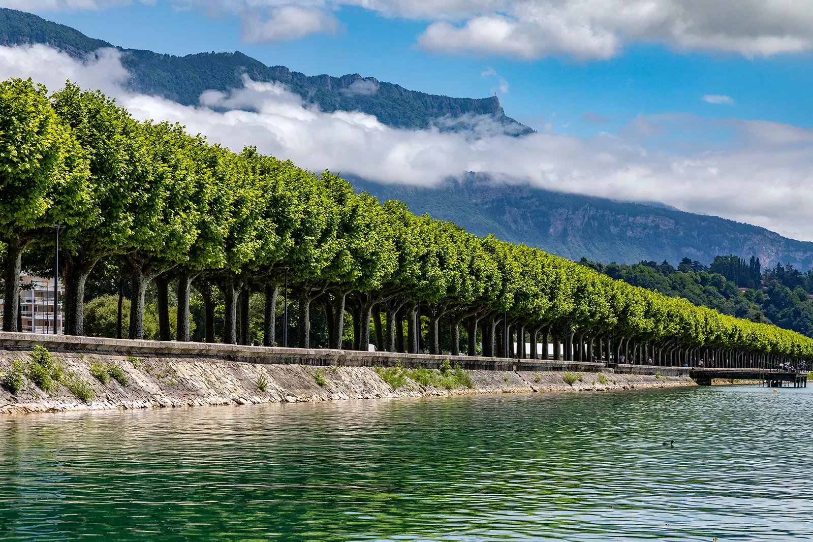 Row of trees along a concrete path next to a river