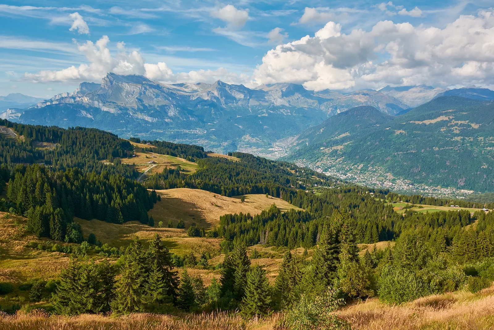 Open field with patches of tall trees