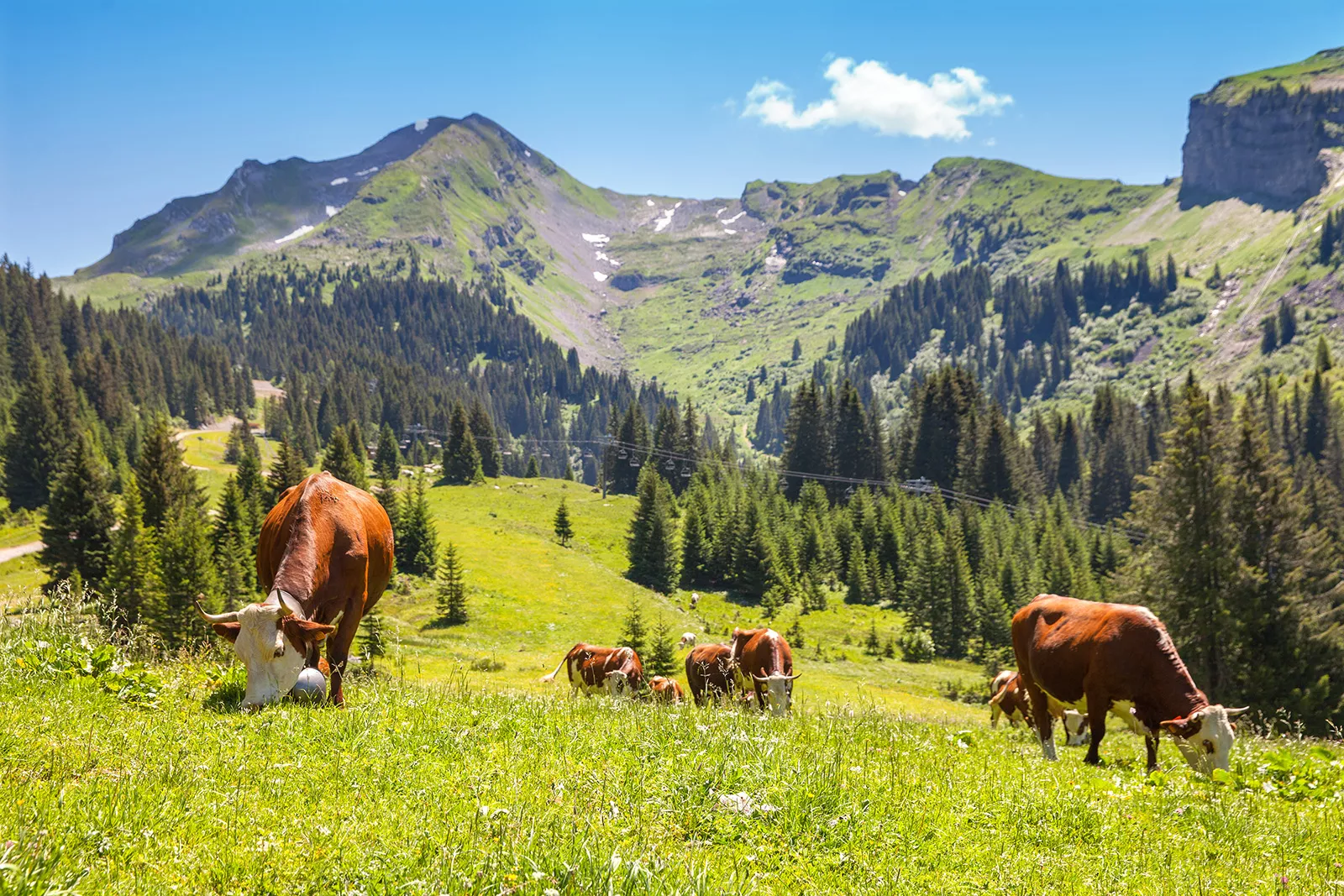 Multiple cows on an open field eating grass