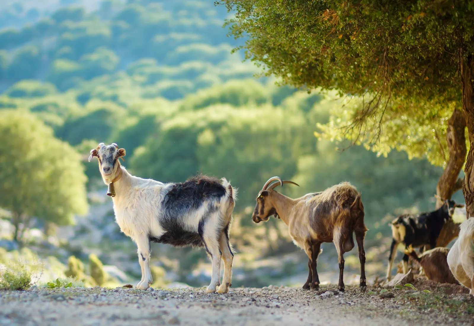 A group of goats on a gravel path