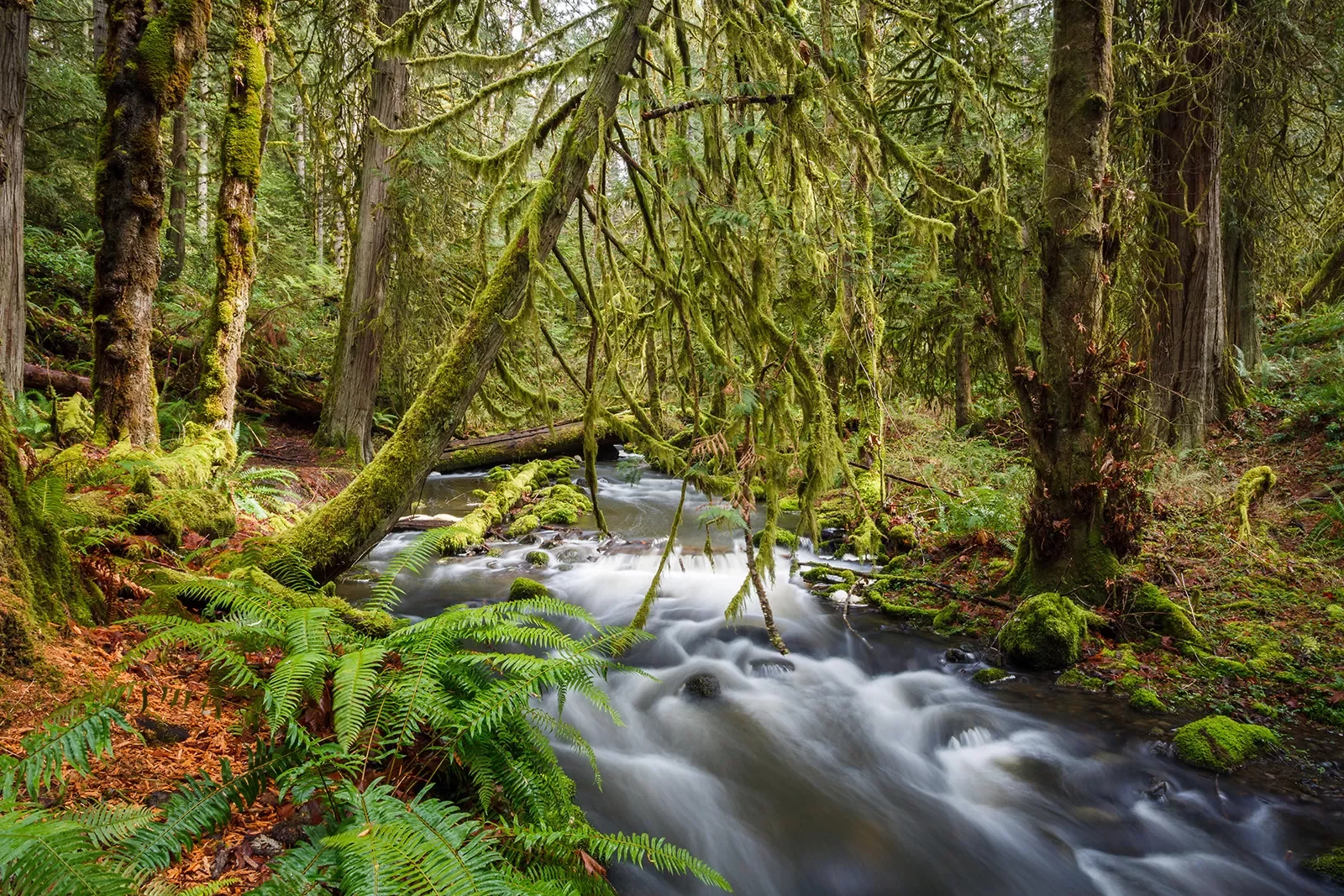 River in the middle of a forest with water hitting the rocks