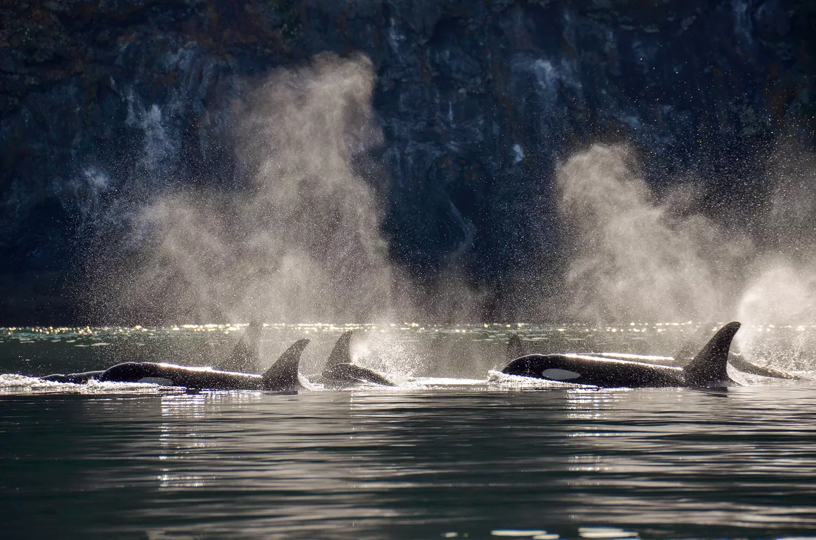 Multiple whales above sea level