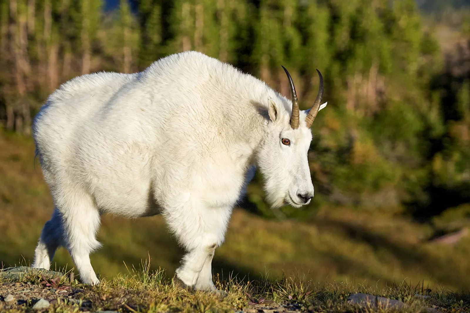 White ram with red eyes in the middle of a forest