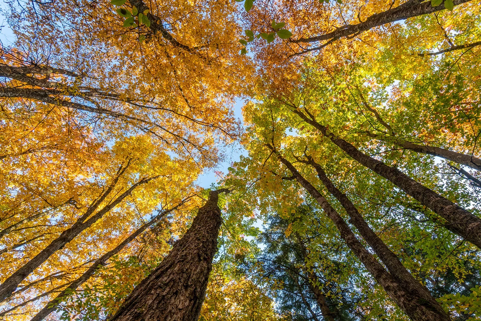 Bottom view of tall trees covered with yellow and green leaves