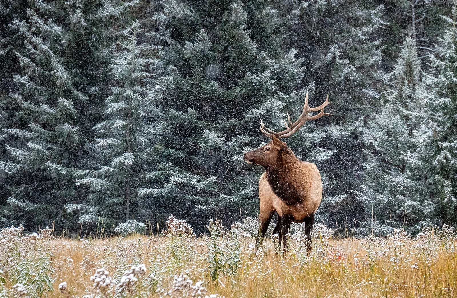 Moose in an empty valley while snow falls