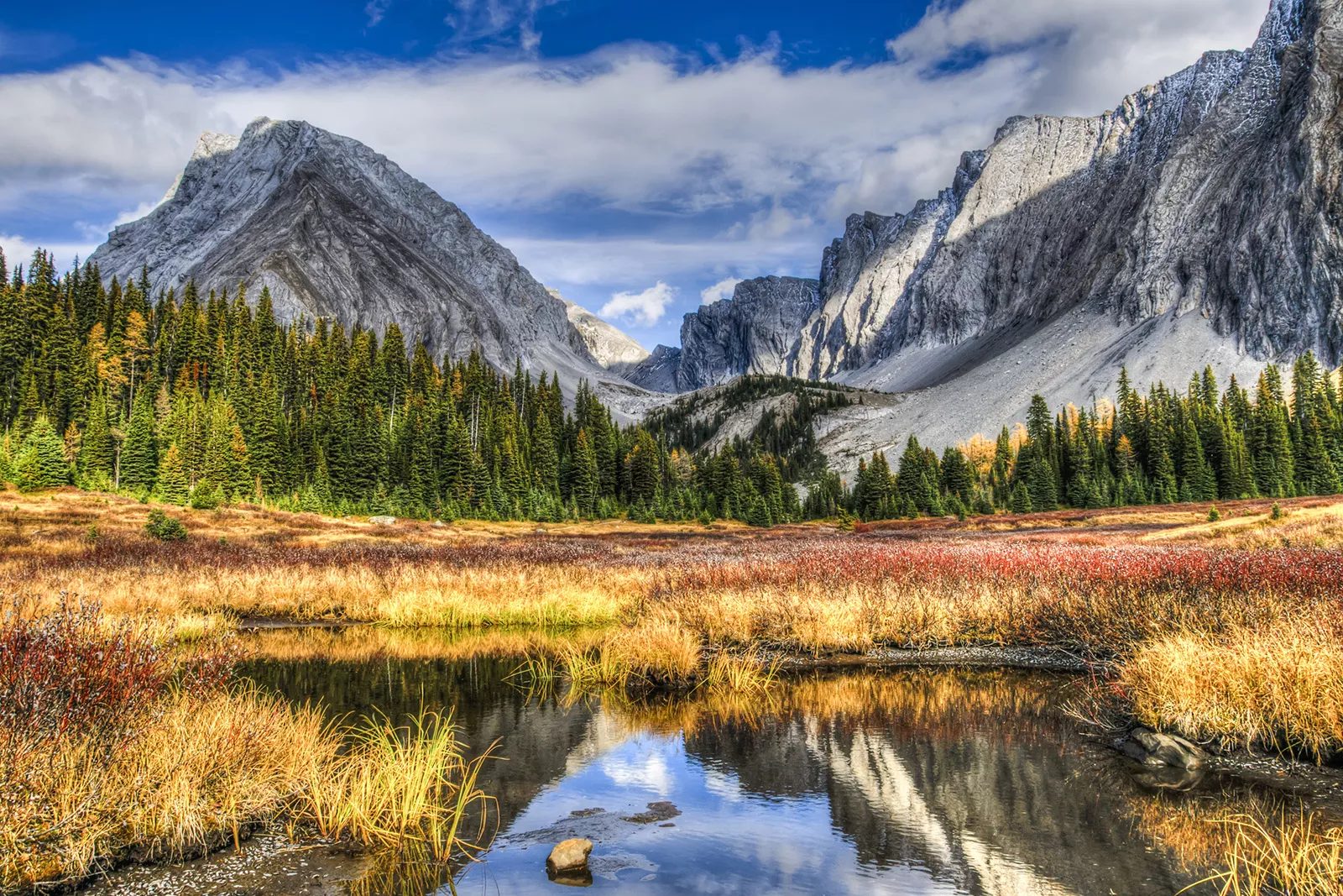 Valley with tall trees and large mountains in the background