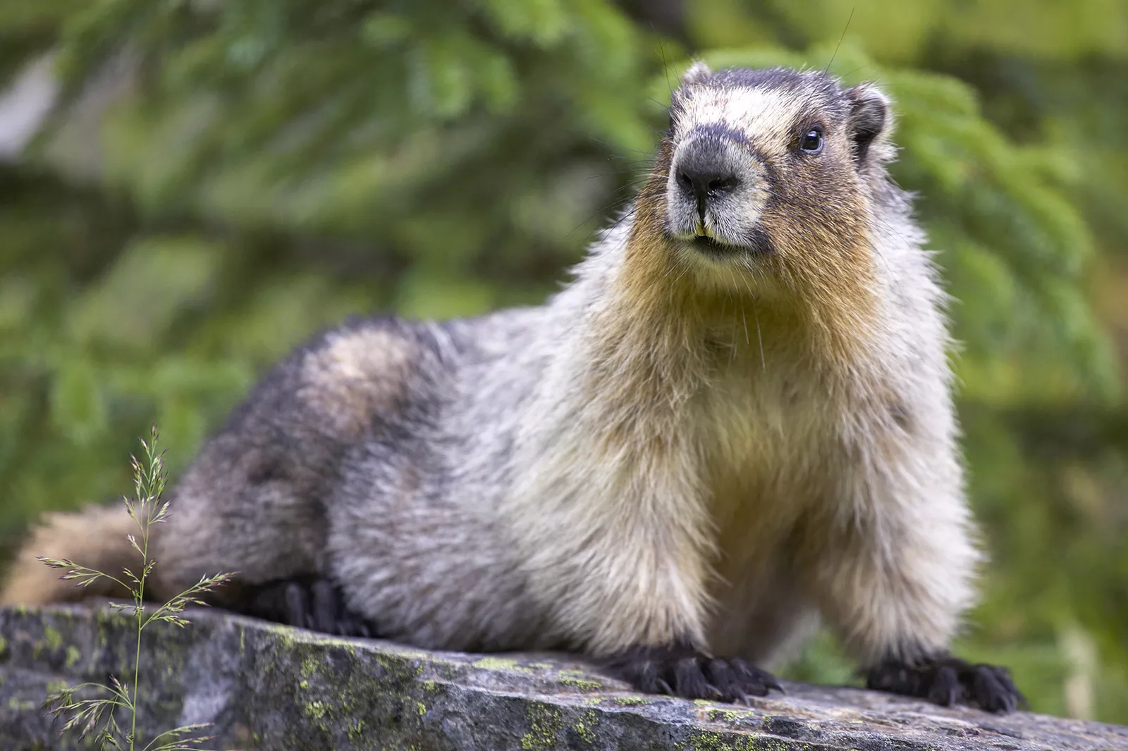 Beaver on top of a rock staring to the left