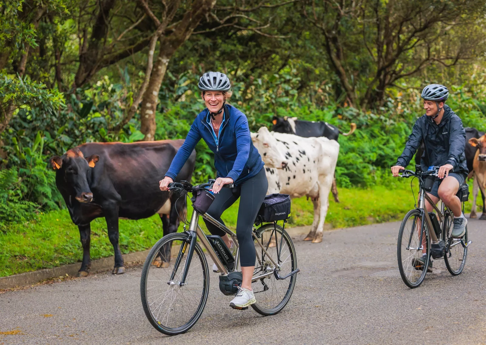 Man and woman riding bikes in front of a group of cows on the road