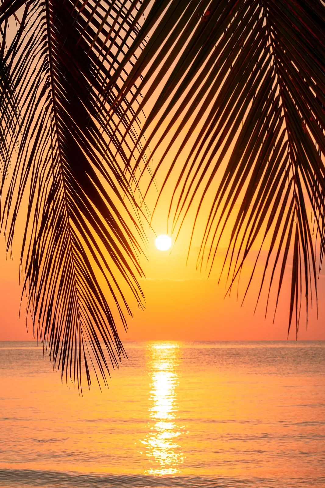 Palm tree branches with a sunset in the background