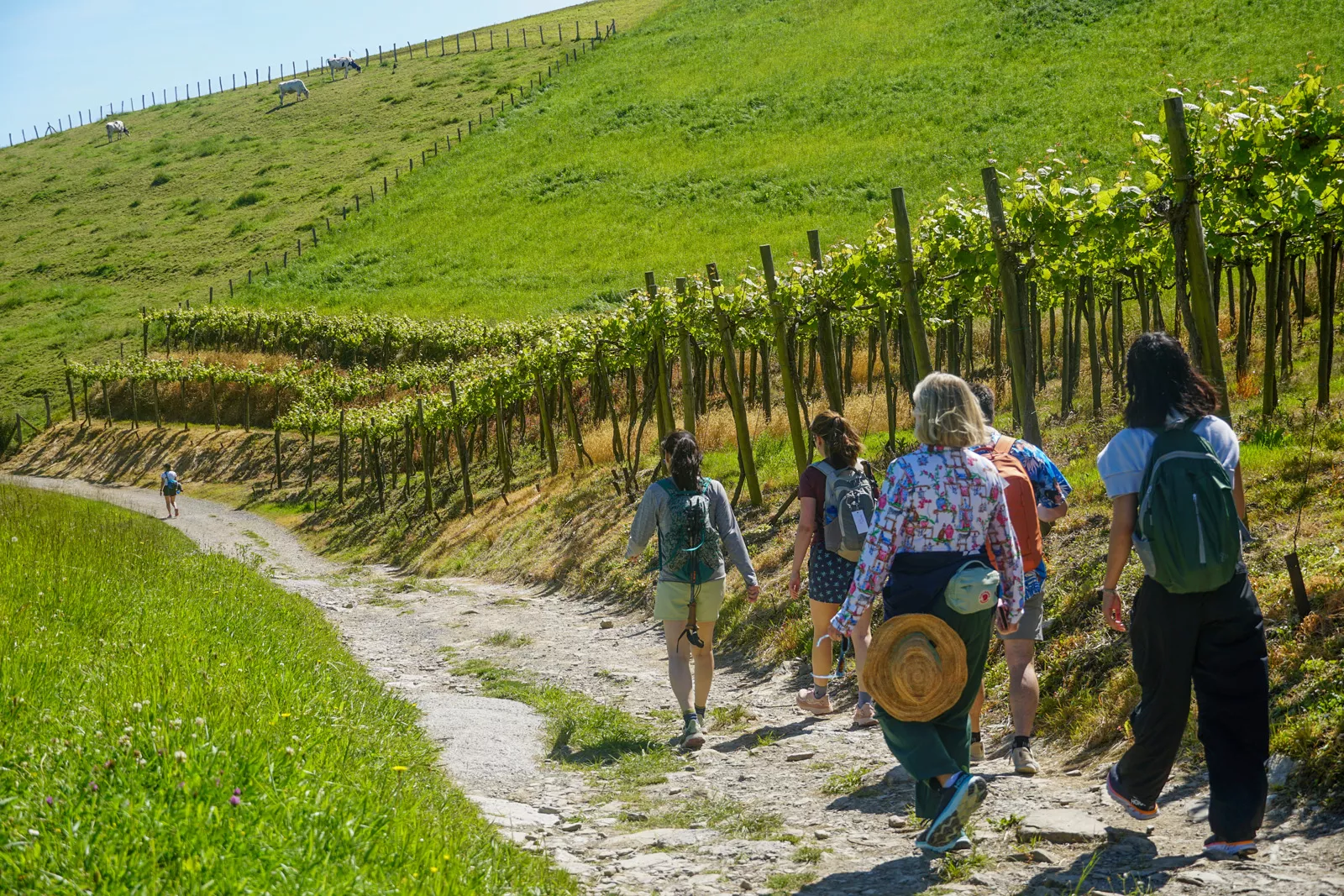 Group of hikers descending down a small hill on a dirt path