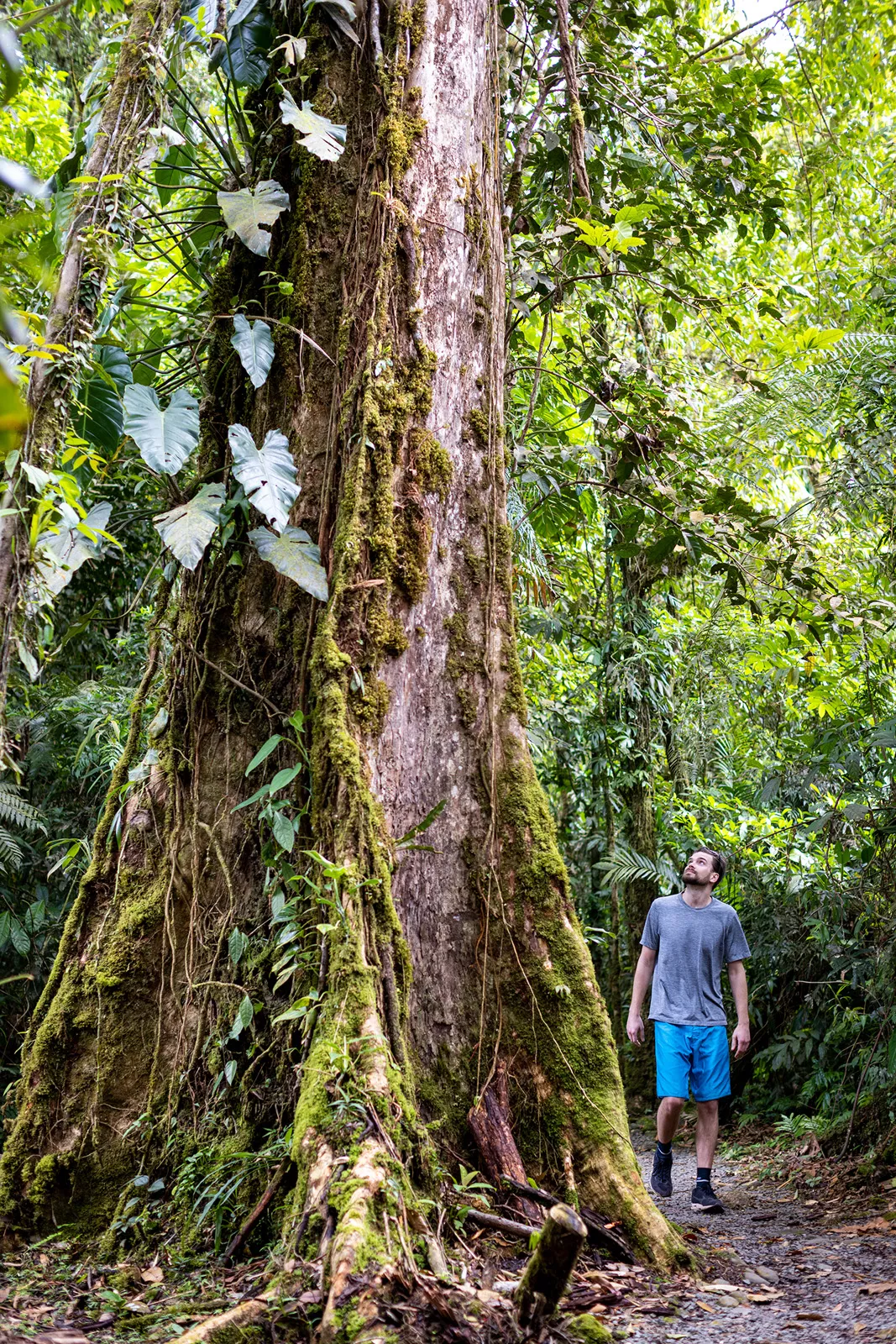 Man looking up to a tall tree that is covered with moss