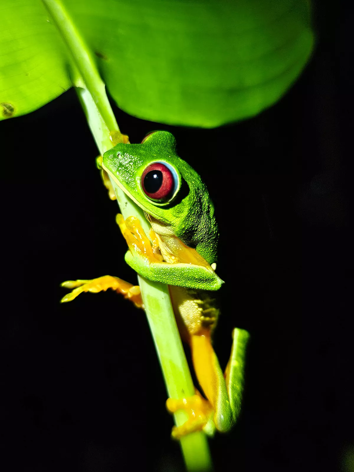 Small frog holding onto the stem of a leaf