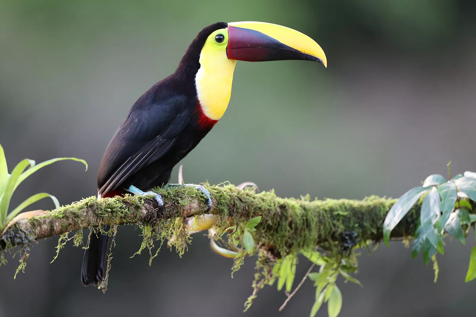 Toucan bird with a yellow and black beak