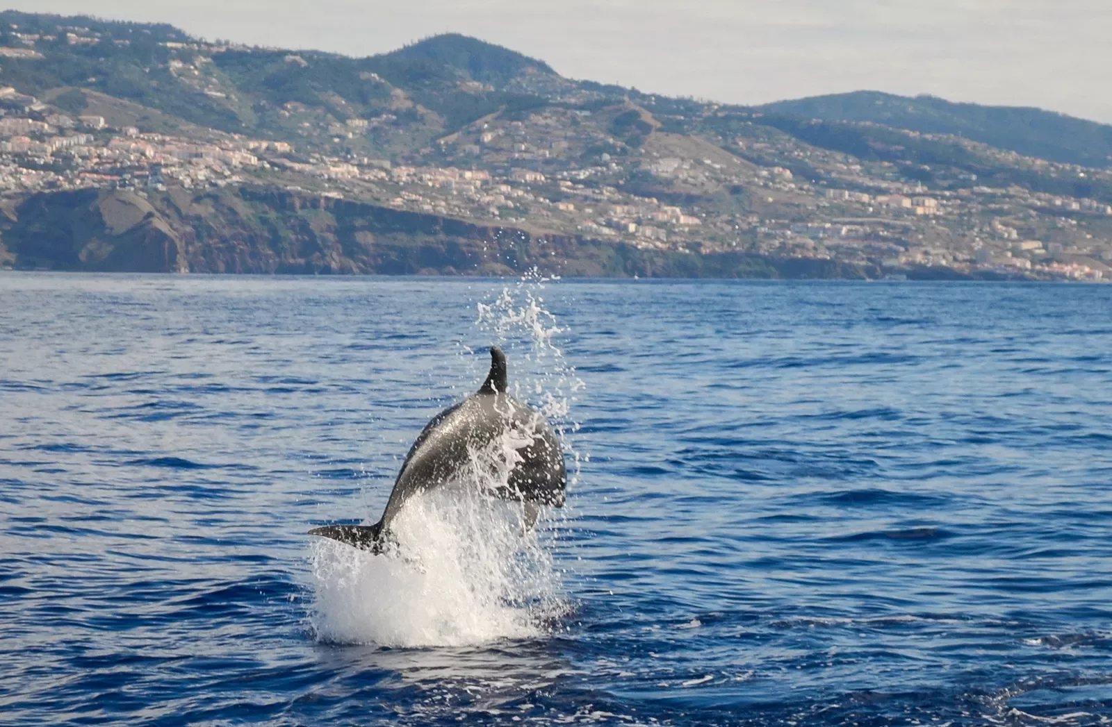 Dolphin jumping out of the ocean water