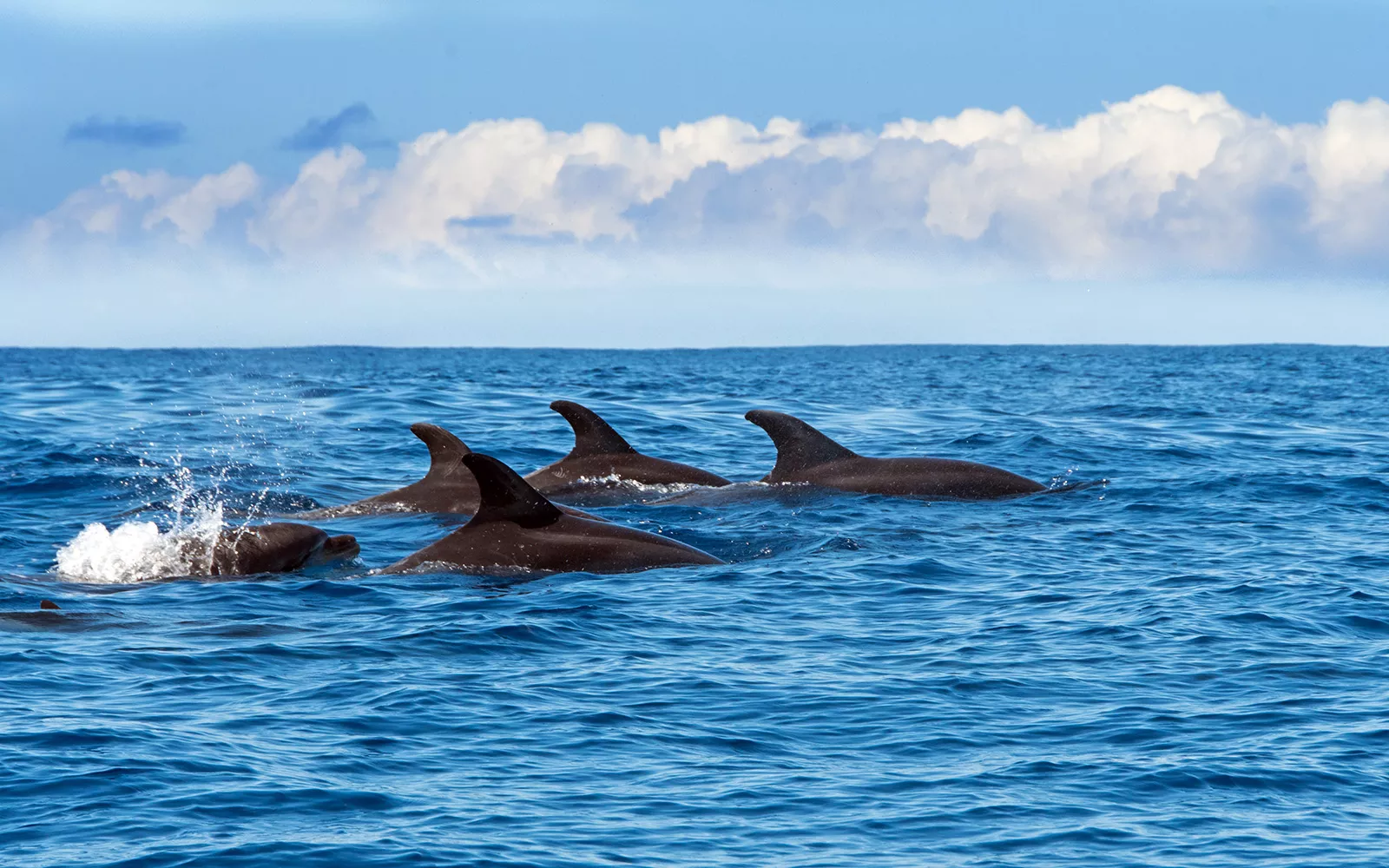 5 dolphins swimming in the ocean with their fins exposes