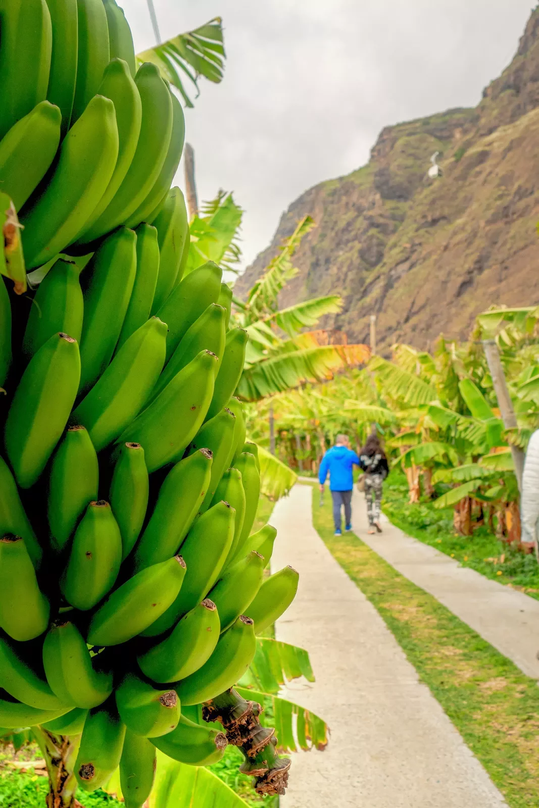 Green plantains with two people walking away in the distance