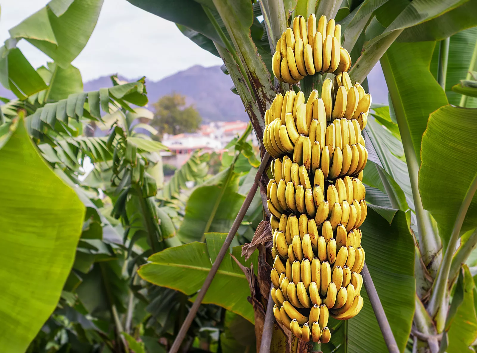 Bananas hanging from a green banana tree