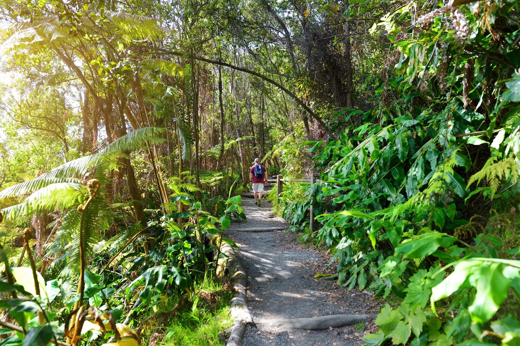 Man walking on a dirt path surrounded by tall trees and plants