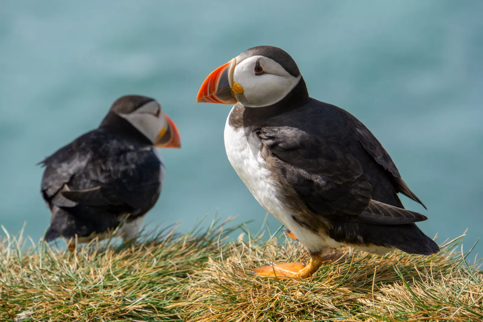 Two puffin birds sitting on a small bed of weeds