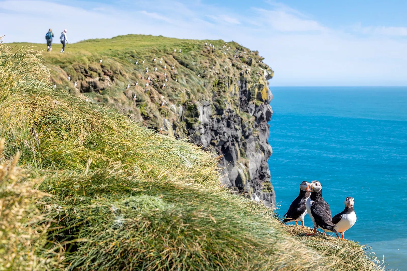 Three puffin birds standing on a grassy cliff, with two hikers in the distance