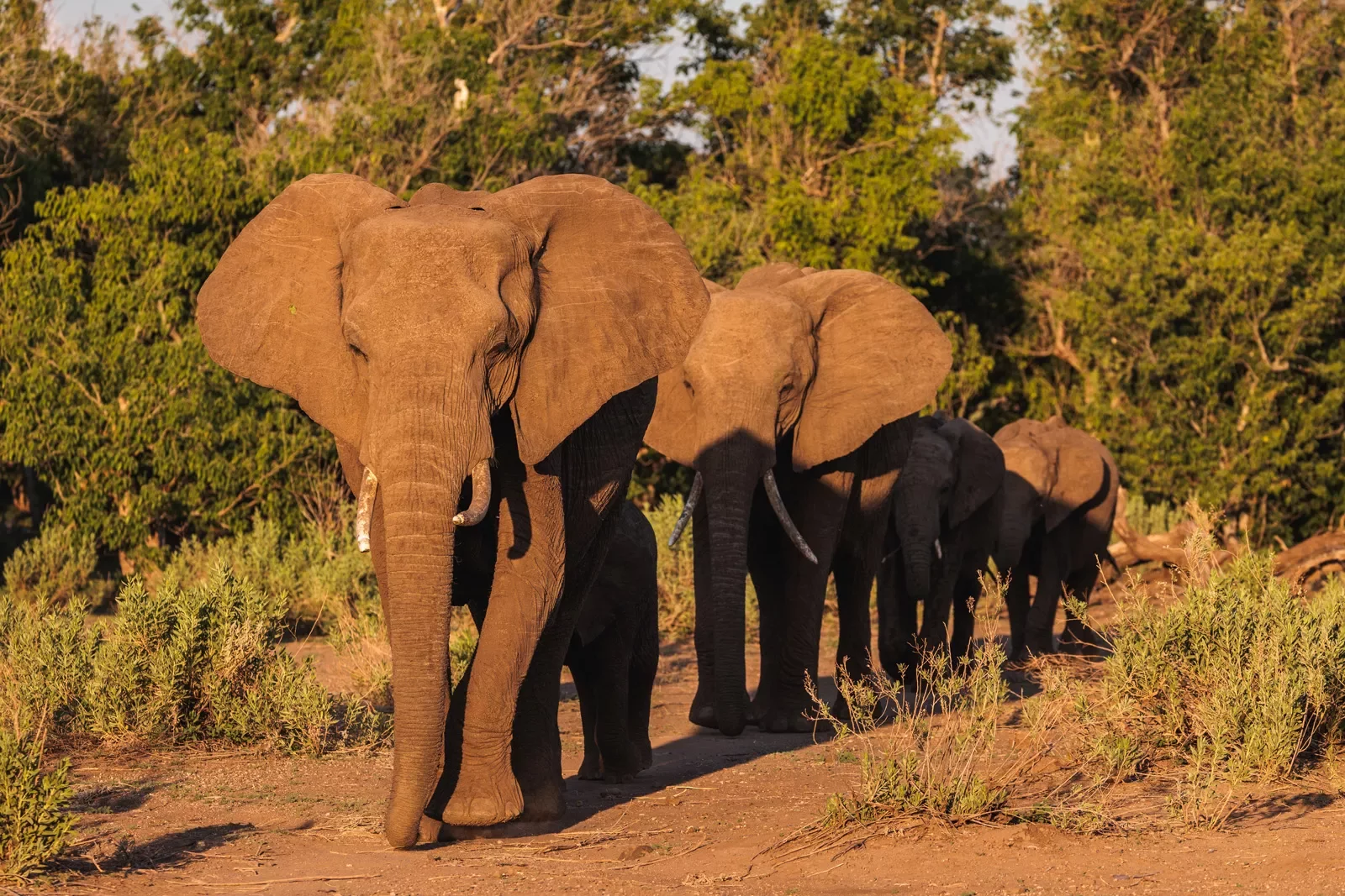 A group of elephants walk through a sunny pasture