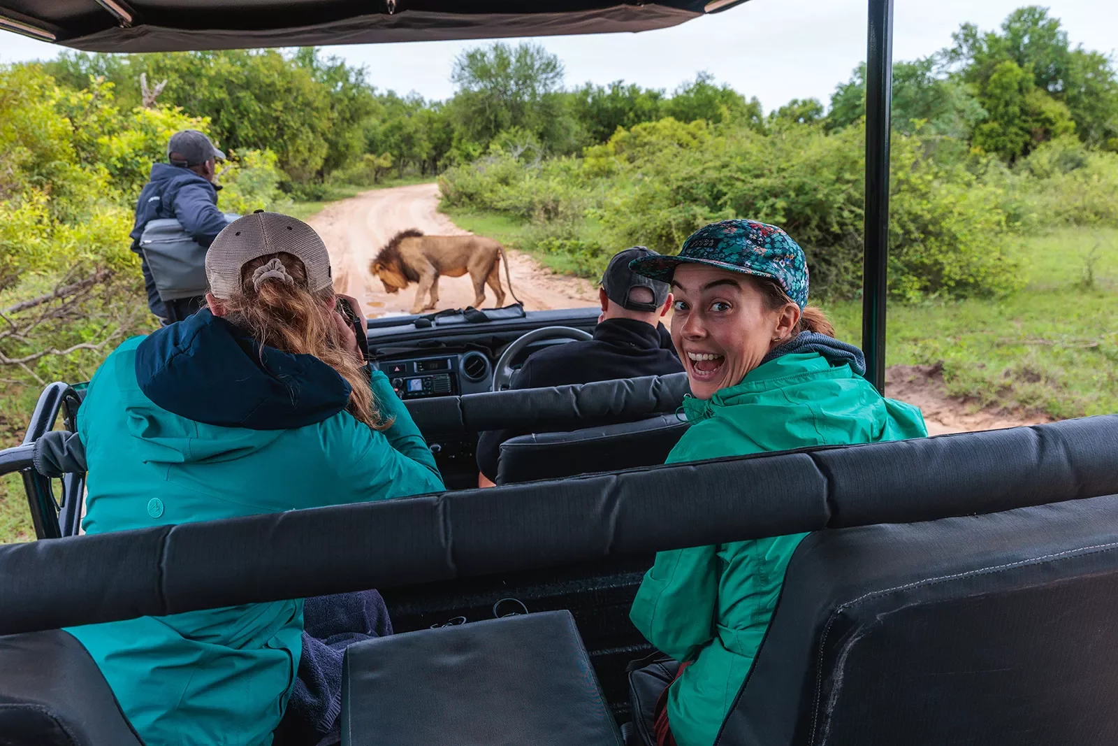 A safari bus stops in front of a lion