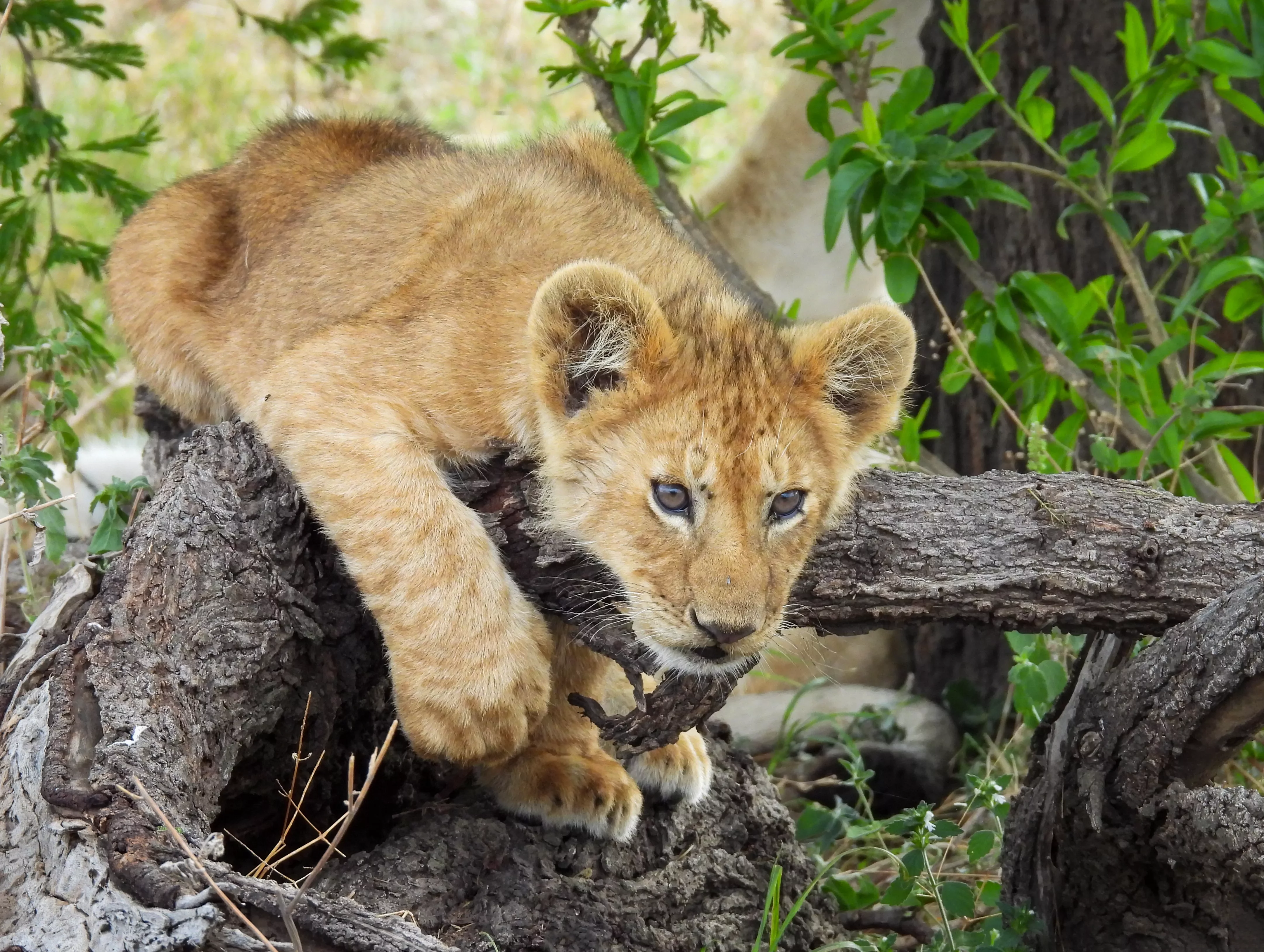 a lion in a tree