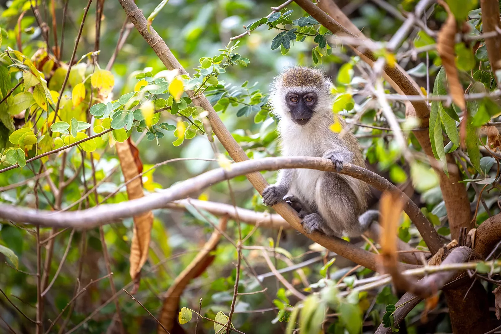 a monkey in a tree