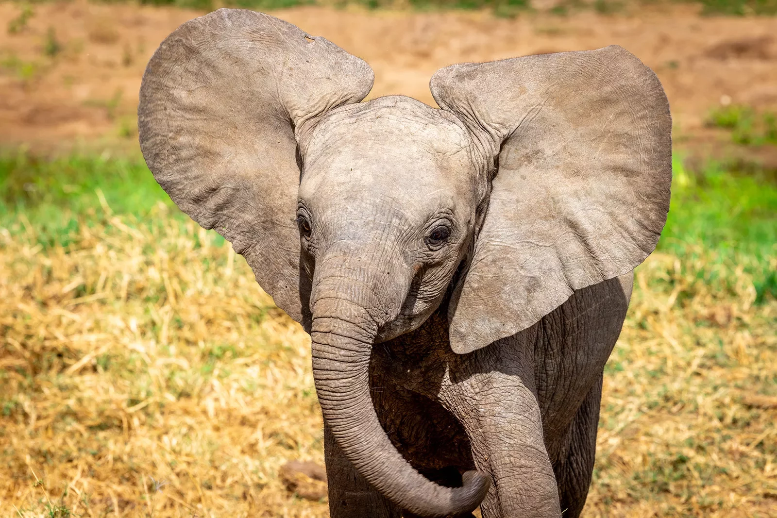 a baby elephant