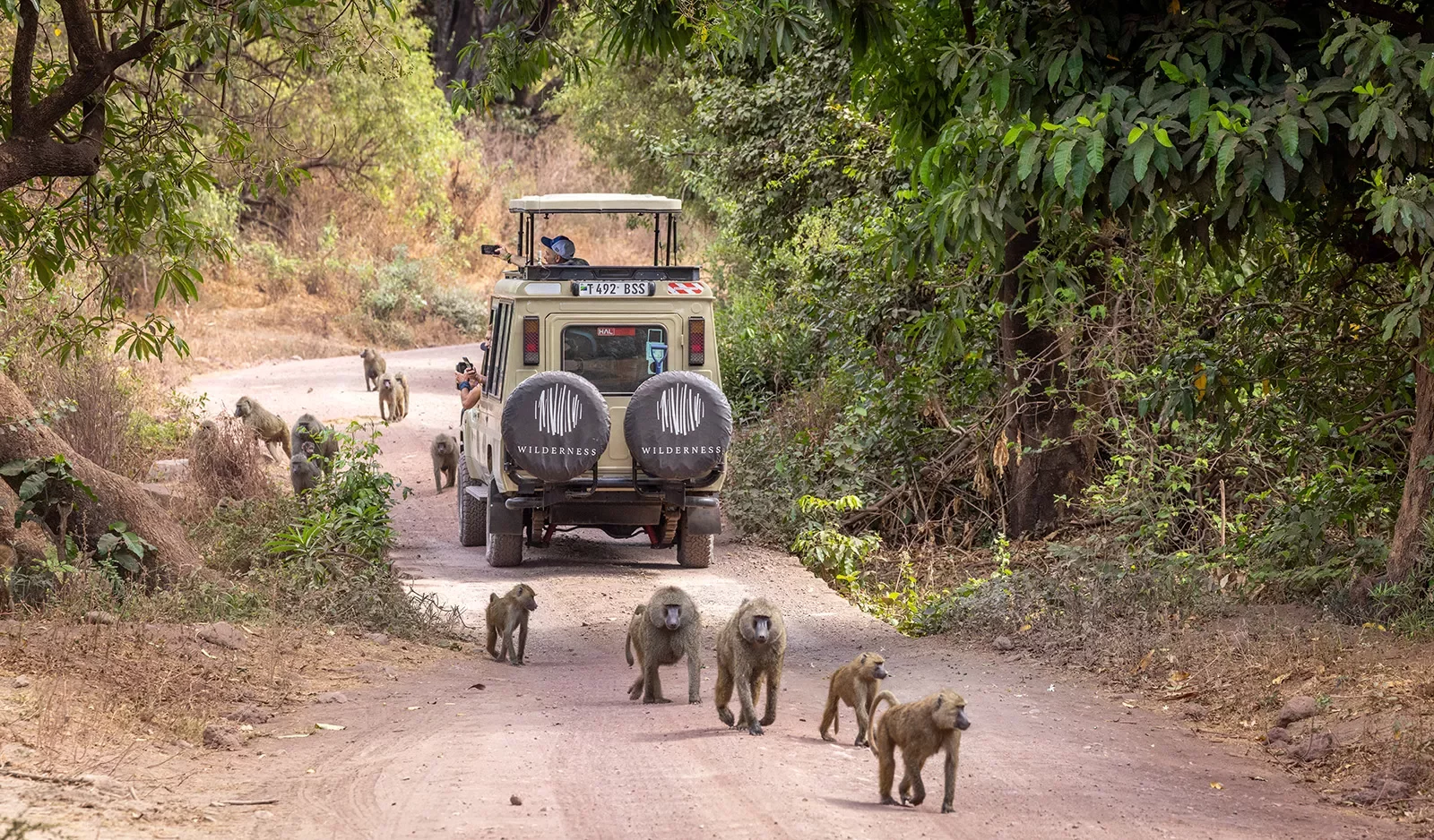 monkeys surround a jeep on safari