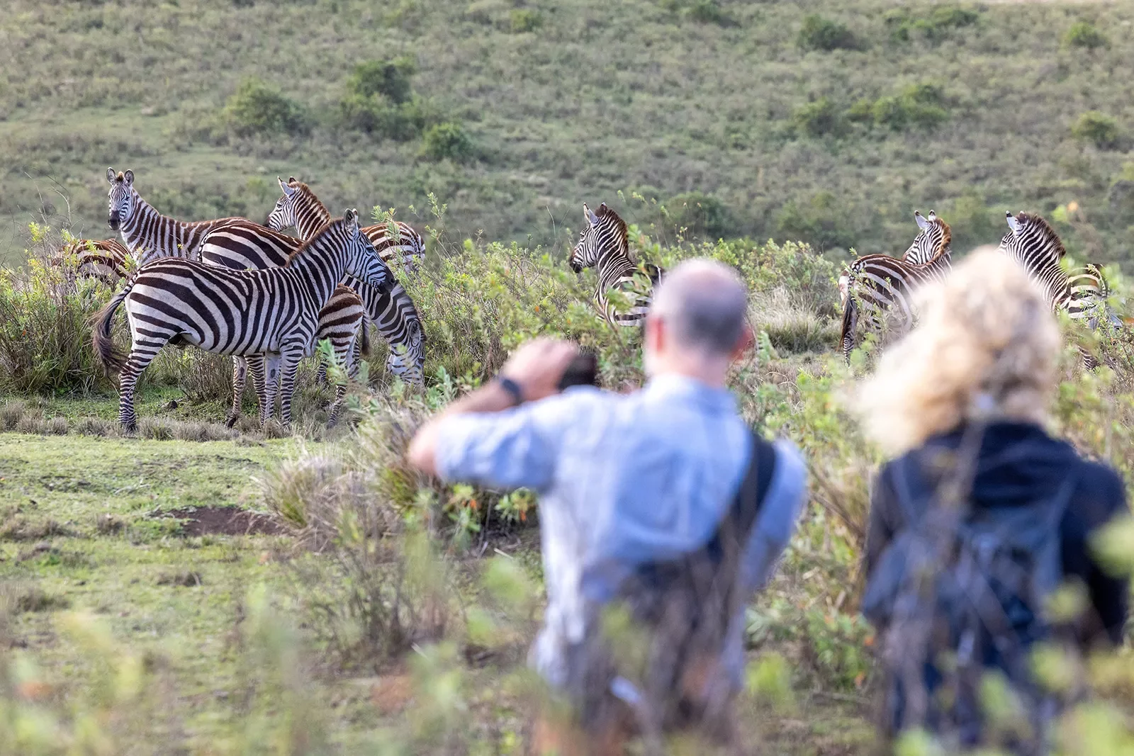 guests taking photos of zebras