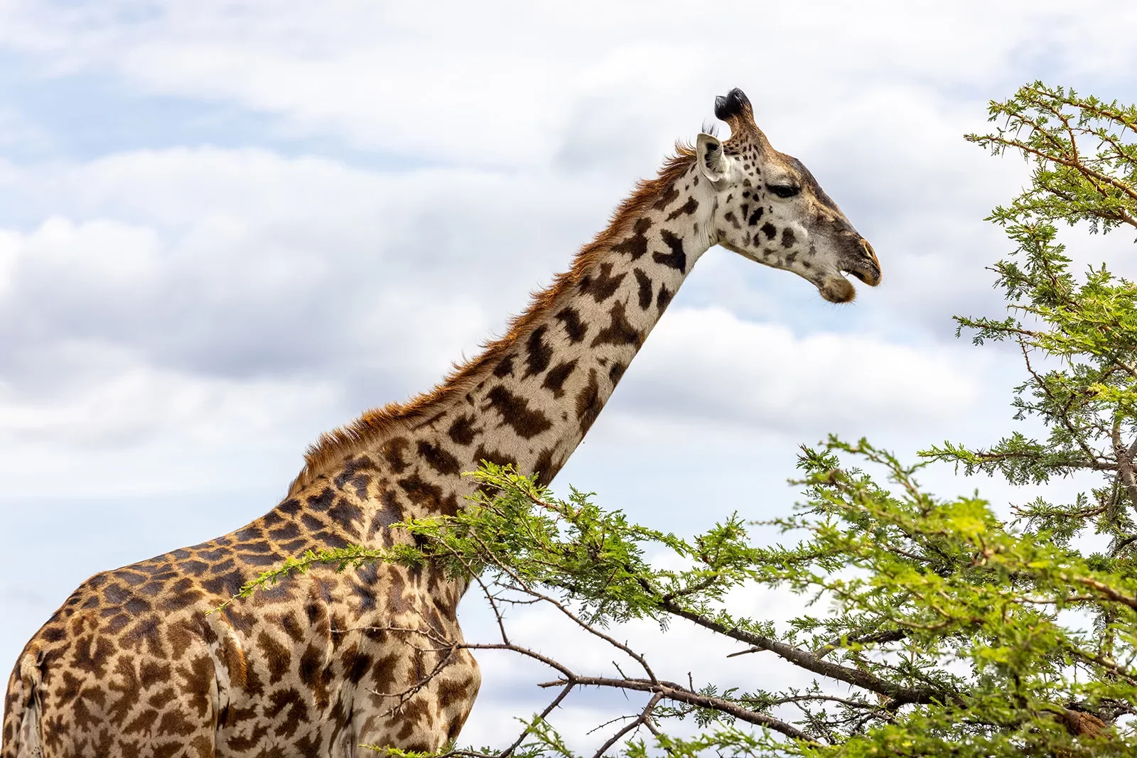 a giraffe eating leaves