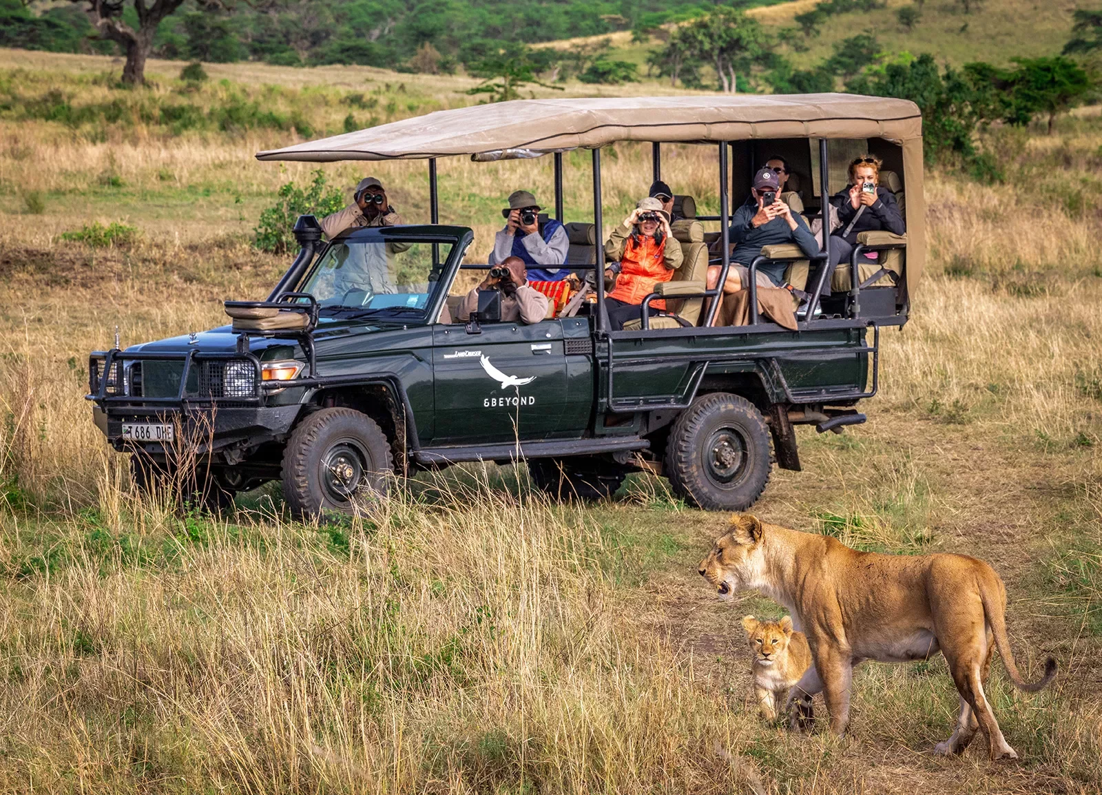 a caravan on safari next to a lion