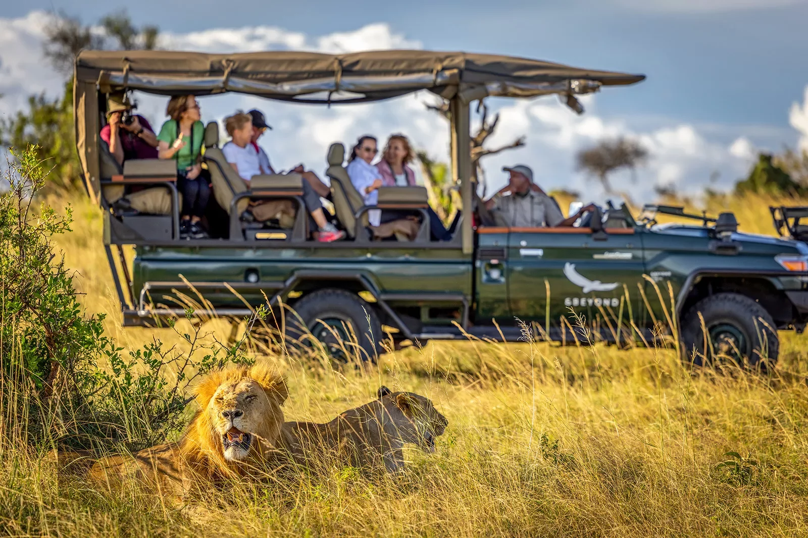 two lions lounge near a car