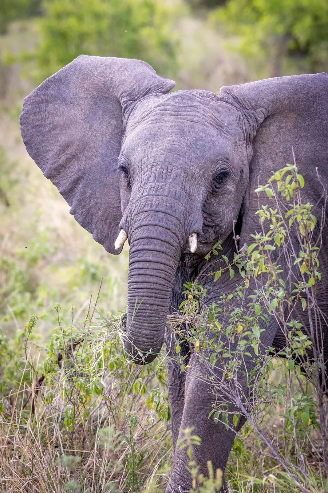 an elephant surrounded by shrubs