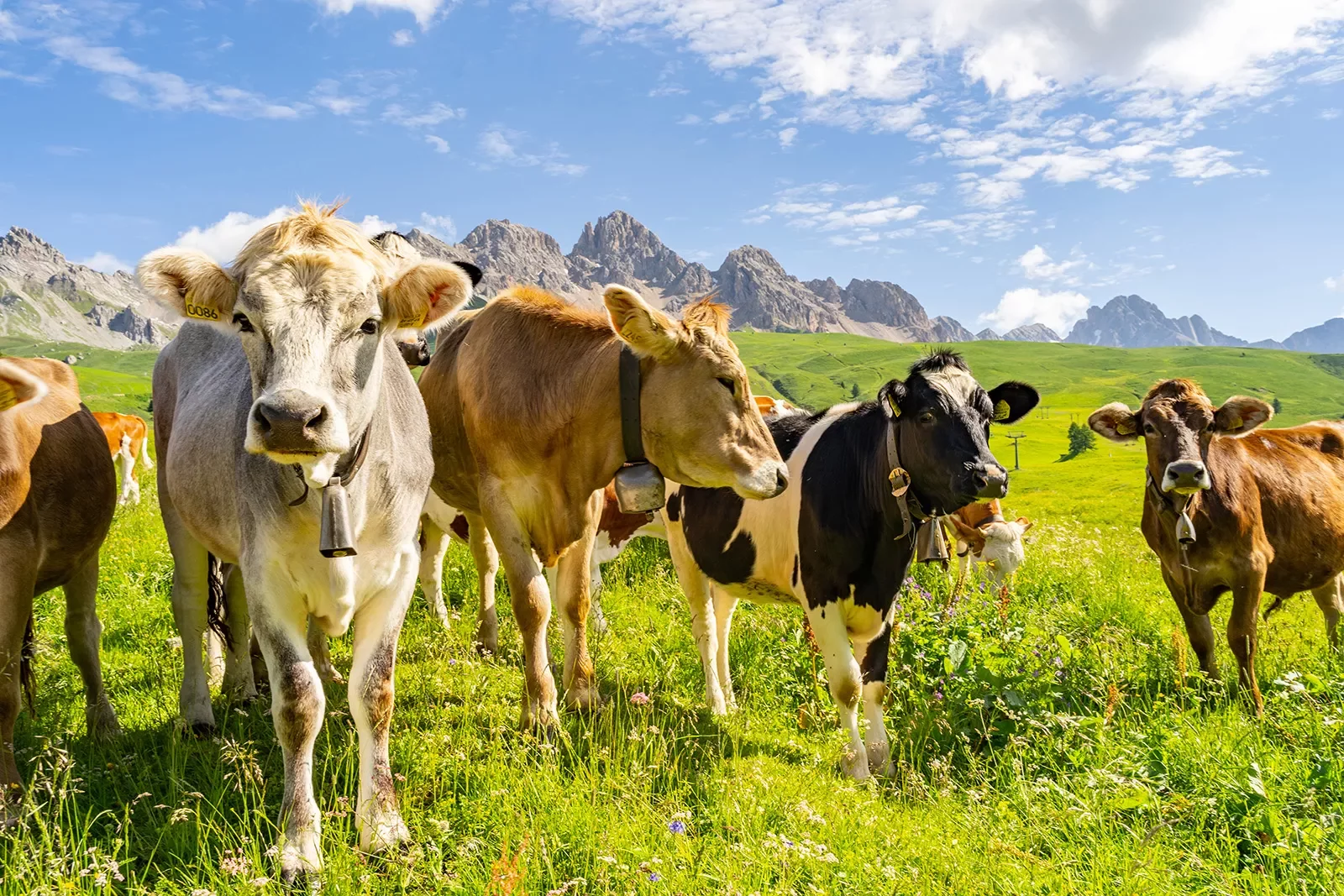 Herd of cows in a grassy valley