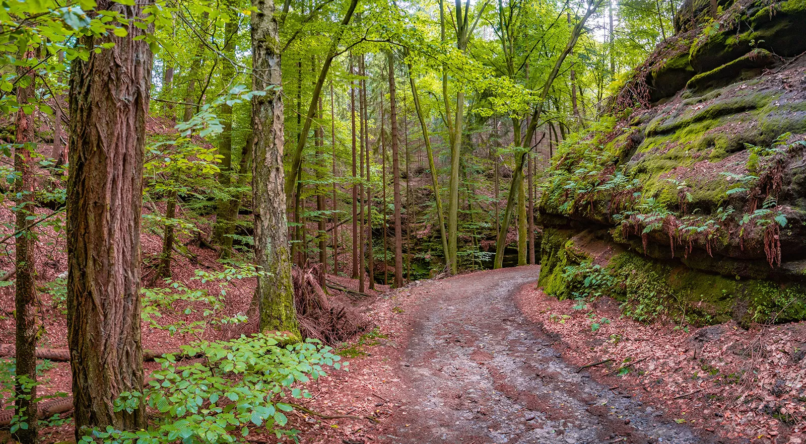 Dirt trail in a forest surrounded by tall trees