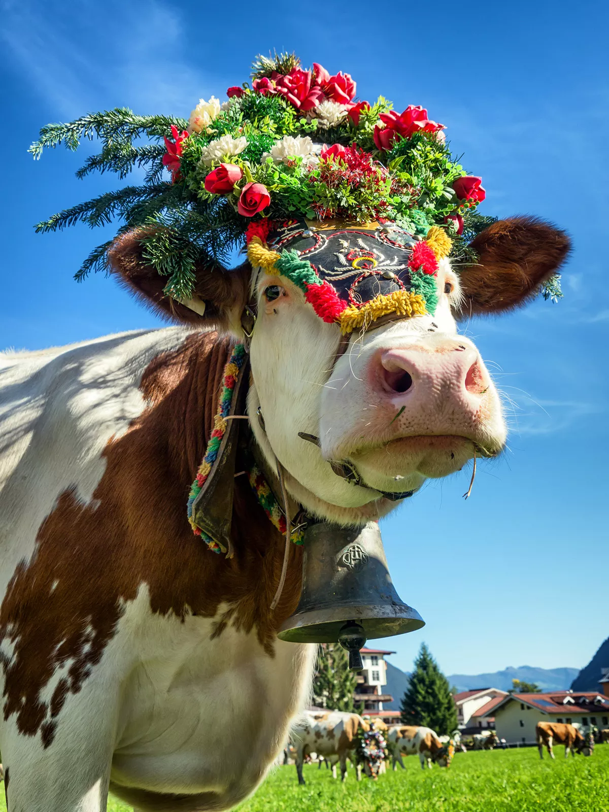 Cow with a flower headdress and a bell on