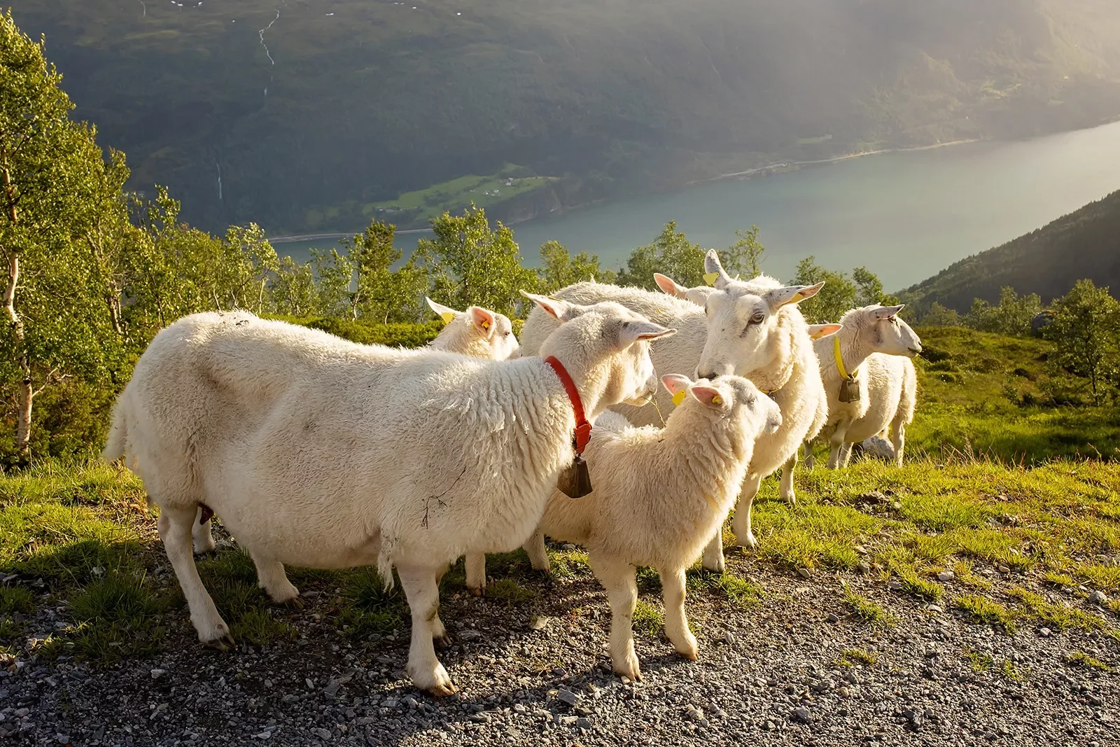 Herd of sheep on an empty, grassy field