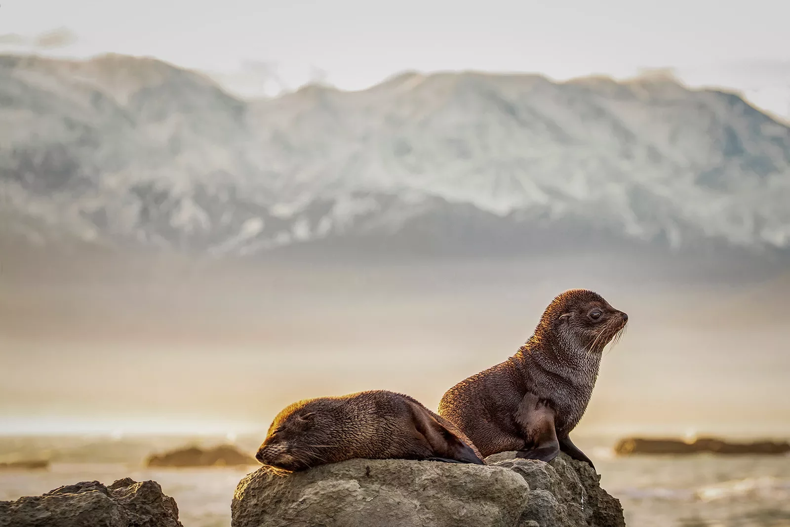 Two baby sea otters laying down on a rock