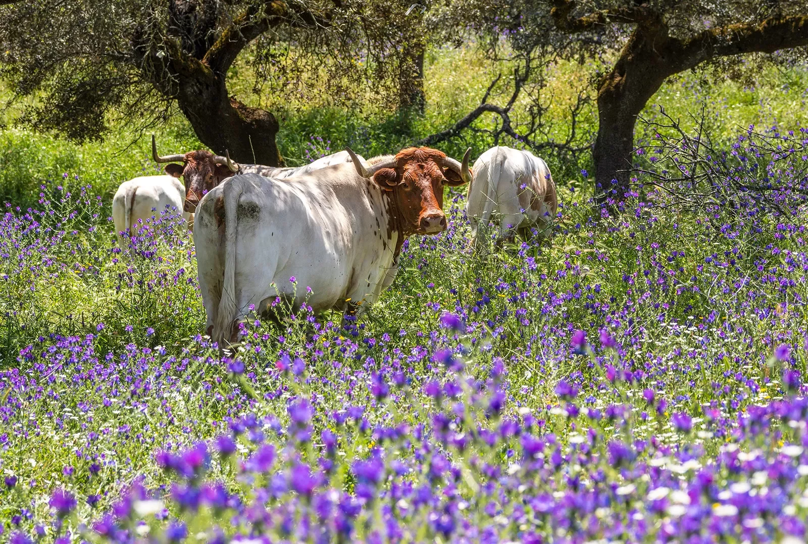 Four cows in a field of purple and green flowers