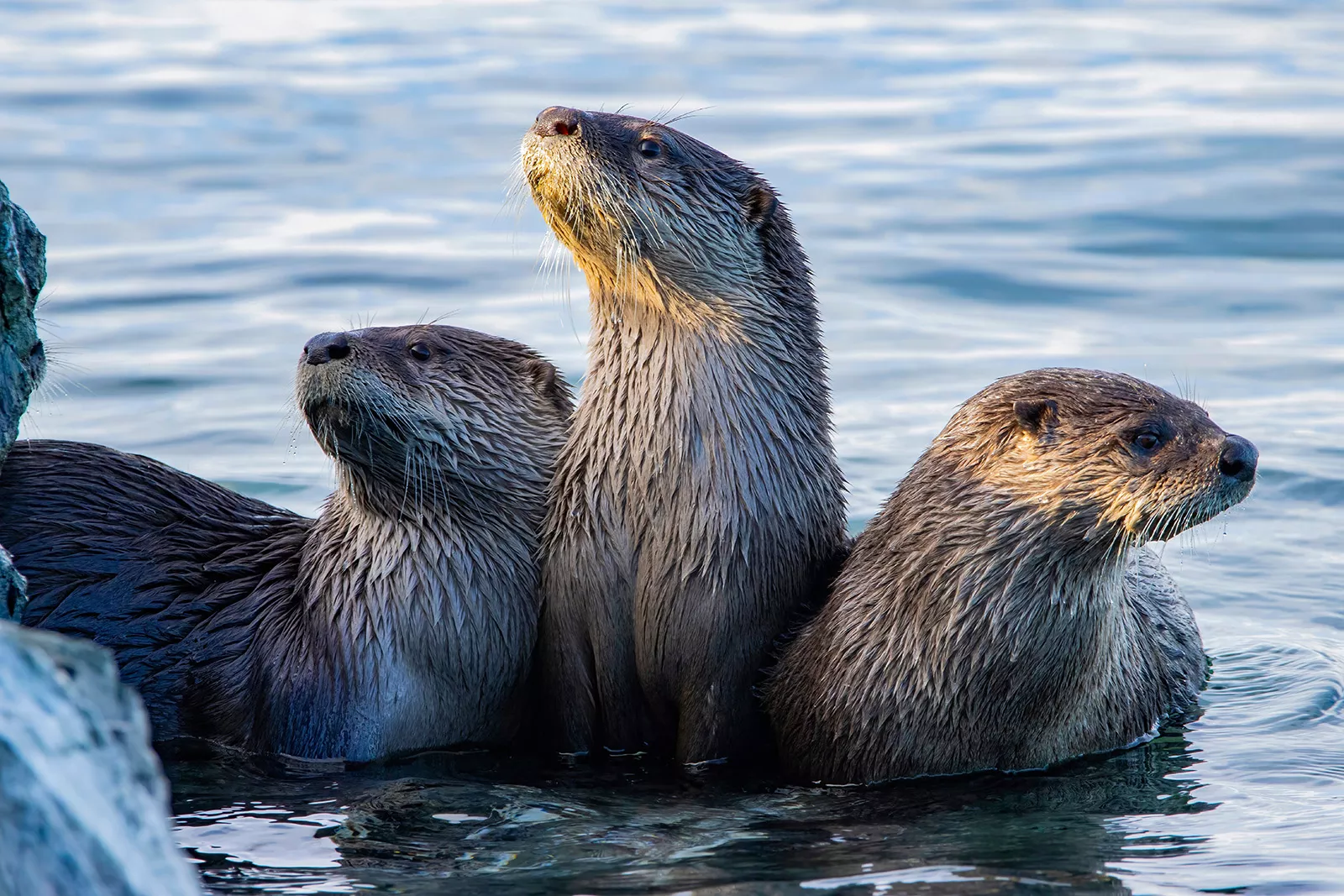 Three wet otters looking up while swimming in the ocean