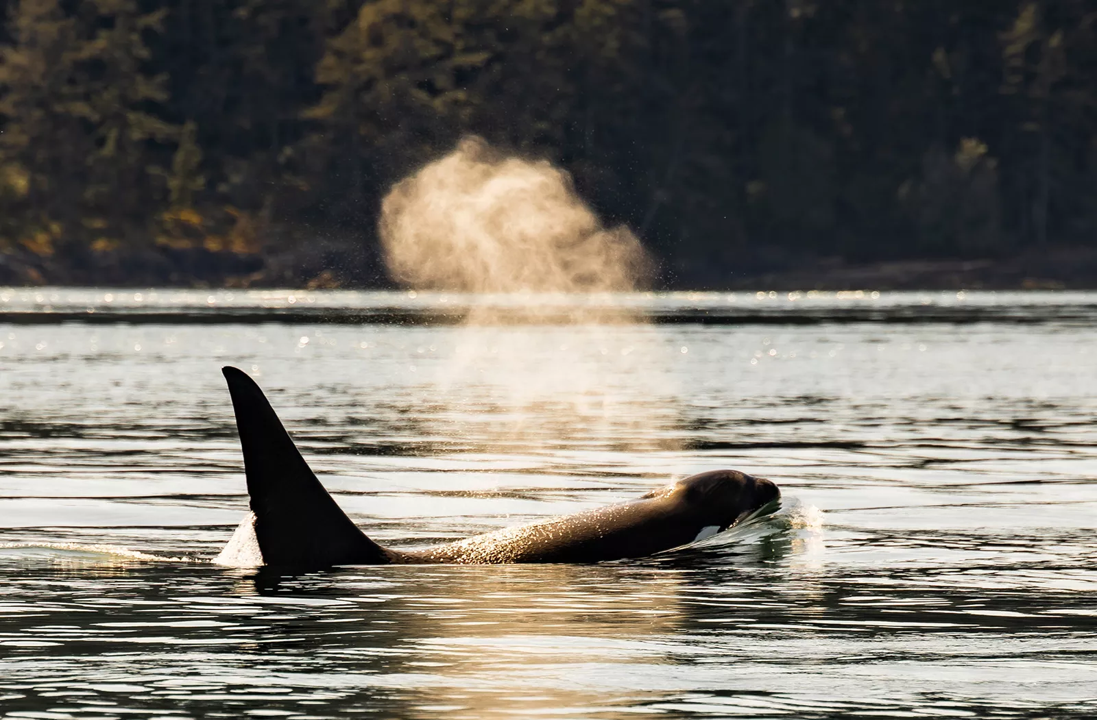 Killer whale peeking their head and fin out the ocean, blowing water out the blowhole