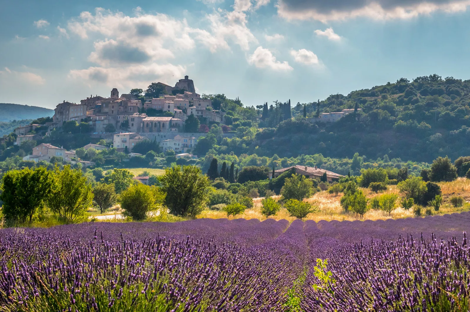 Field of lavender flowers with large buildings sitting on hills in the distance