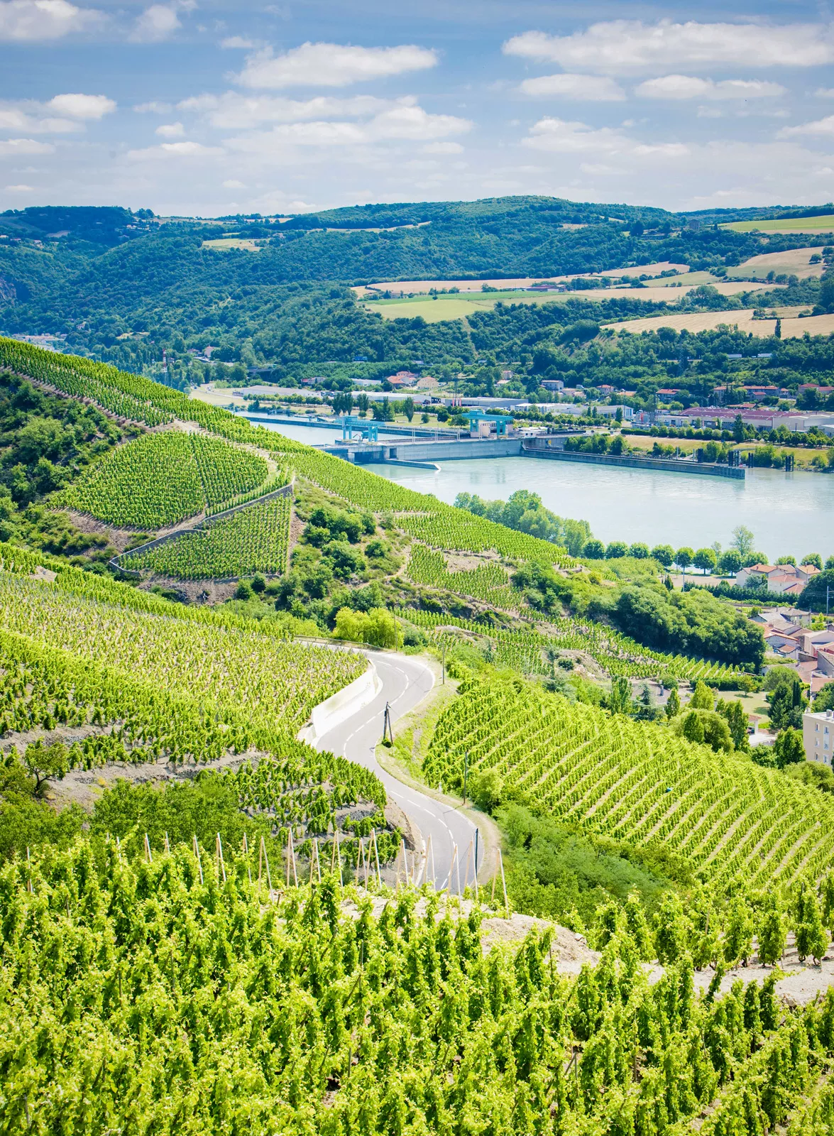 Long. curvy road cutting between crop fields on a hill