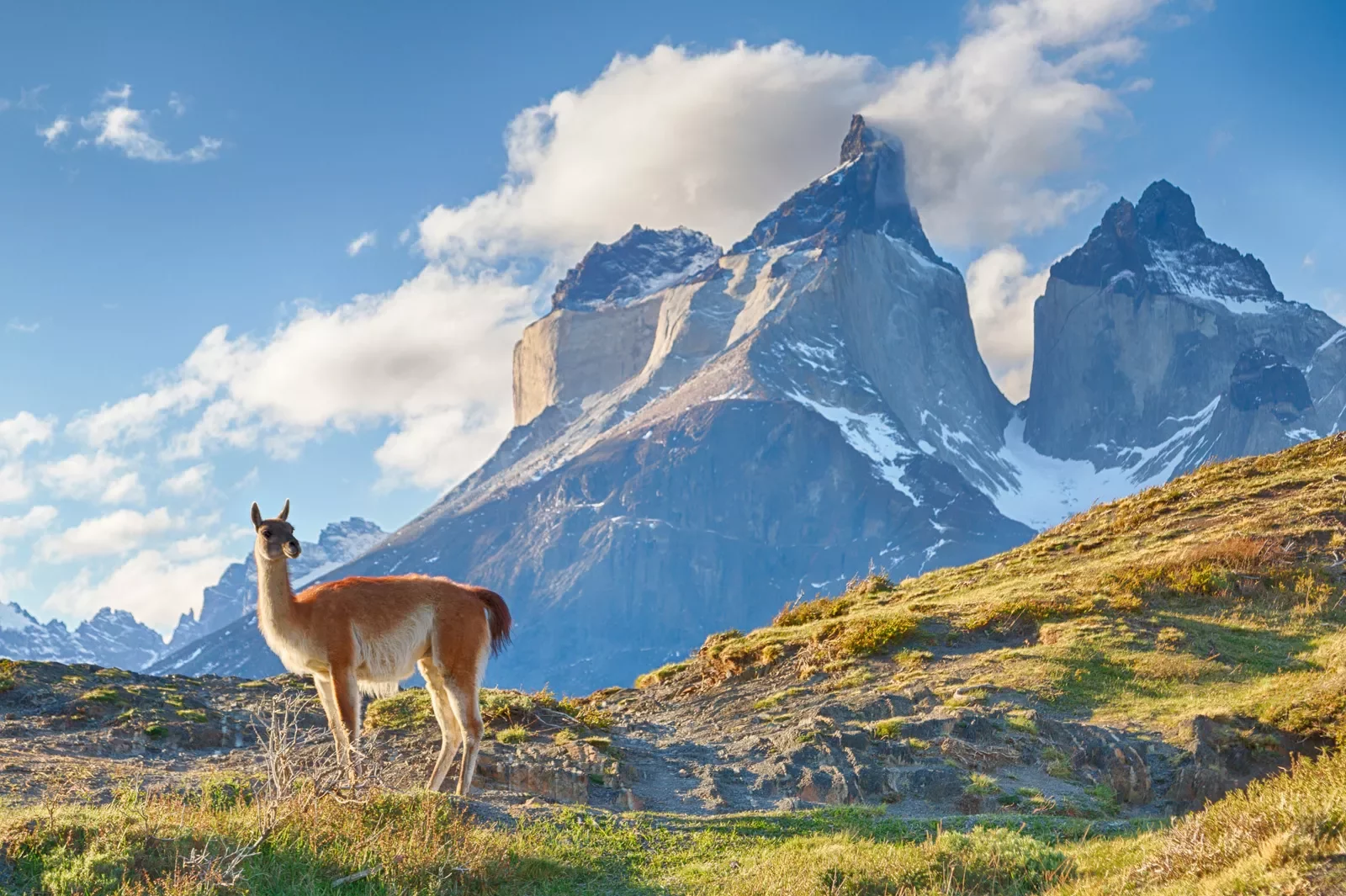Alpaca in an empty valley with snow-capped mountains in the distance