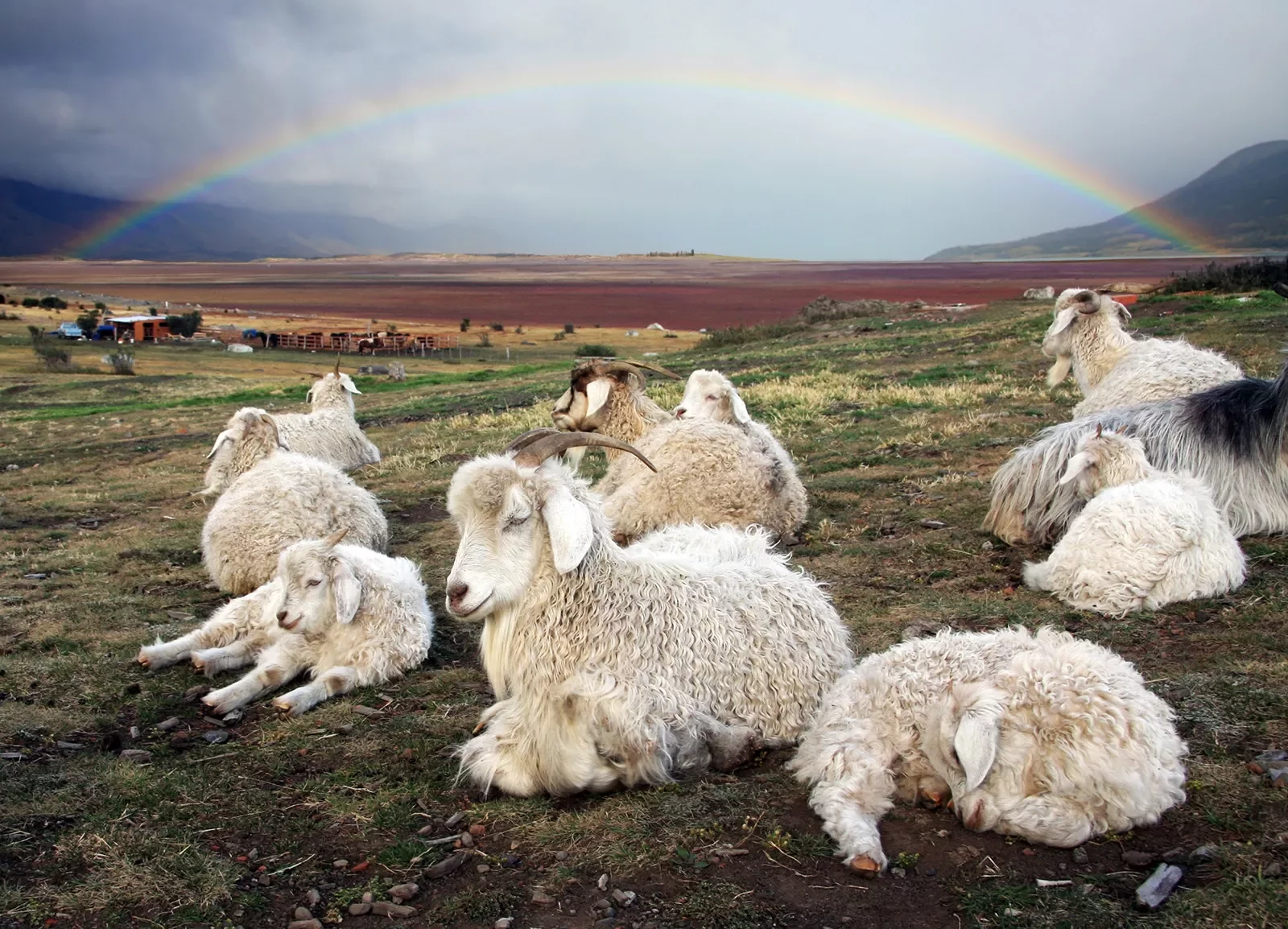 Group of lambs laying down on a field of grass